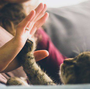 A person and their cat are playing together.