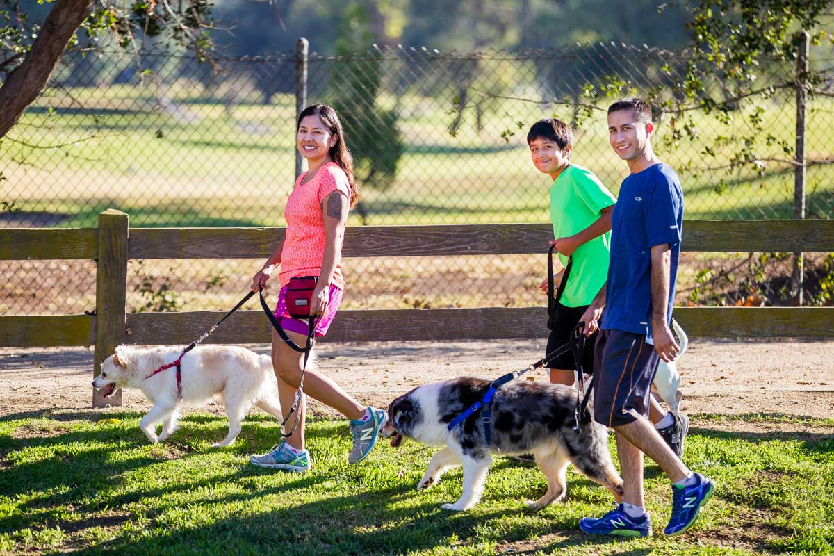 A group of people walking their dogs in the park