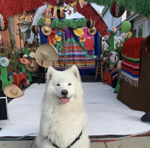 A white dog sitting on top of a white rug.