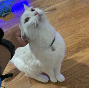 A white cat sitting on the floor looking up at someone