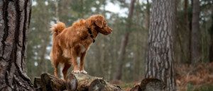 A dog standing on top of a tree stump.