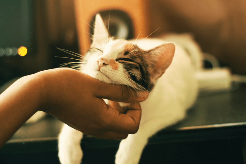 A person petting a cat while it is laying down.