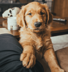 A dog sitting on the lap of its owner.